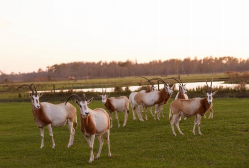 Holiday Inn Express & Suites Lakeland South image 41
