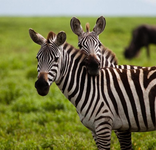 Holiday Inn Express & Suites Lakeland South image 45